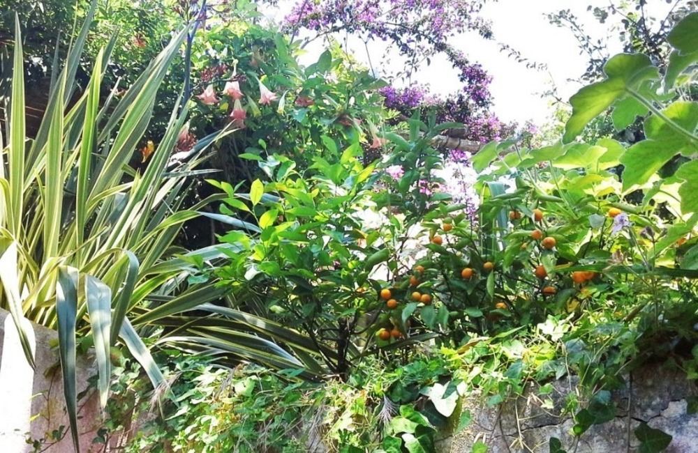 B&B La Salamandra Kitchengarden Форио Экстерьер фото